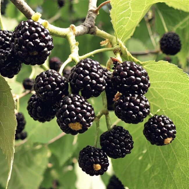 Kiedy zbierać owoce morwy czarnej
