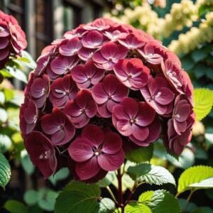 Kwitnienie hortensji bordowej