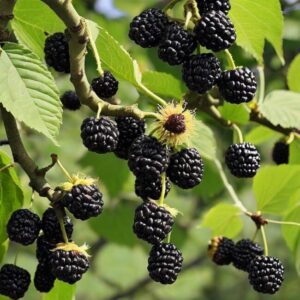 Morwa czarna początkowe owocowanie