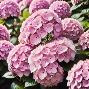 Pink Diamond zdjęcia i inspiracje