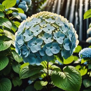 Przelana hortensja nadmierne podlewanie